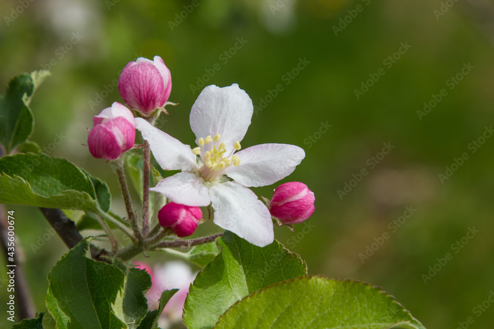 apple blossoms in spring apple blossoms in spring