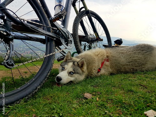 husky photo