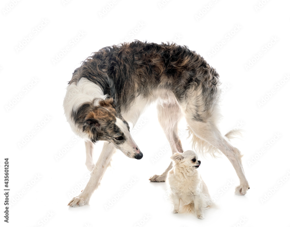 borzoi and chihuahua