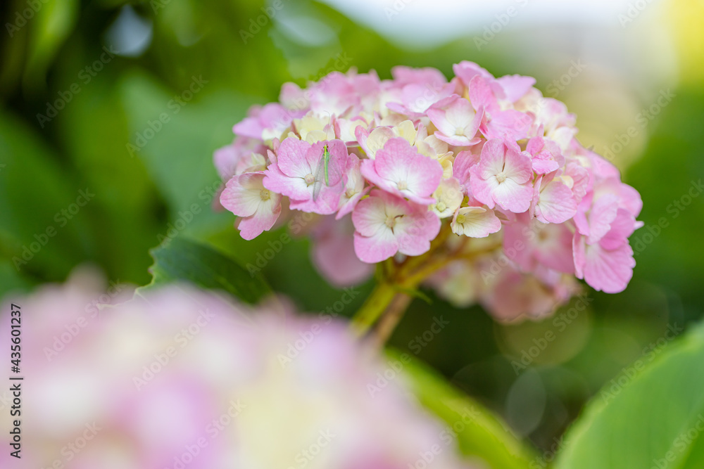 あじさい(紫陽花) あじさい(紫陽花)