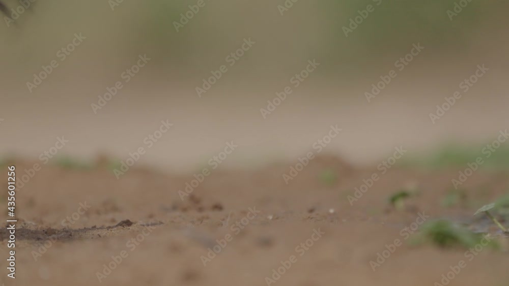 Red-rumped swallow (Cecropis daurica) Collecting mud for nest in Israel Red-rumped swallow (Cecropis daurica) Collecting mud for nest in Israel