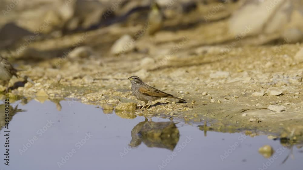 striolated bunting (Emberiza striolata) Drinking water in the desert striolated bunting (Emberiza striolata) Drinking water in the desert