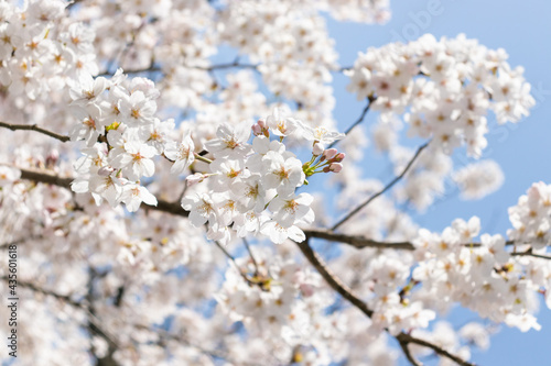 벚꽃(Cherry Blossoms) © Kanghee