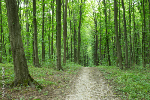 green Forest trees. nature green wood sunlight backgrounds