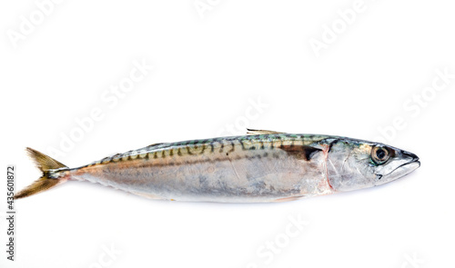 Mackerel fish in studio