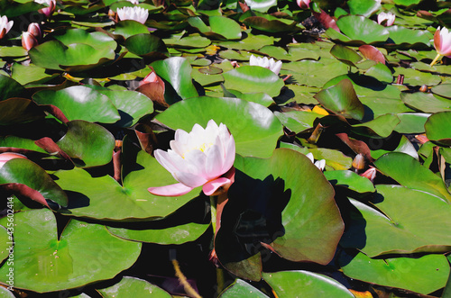 Top view of pink blooming lotus flower in summer pond with green leaves. Natural backgrounds in city.  photo
