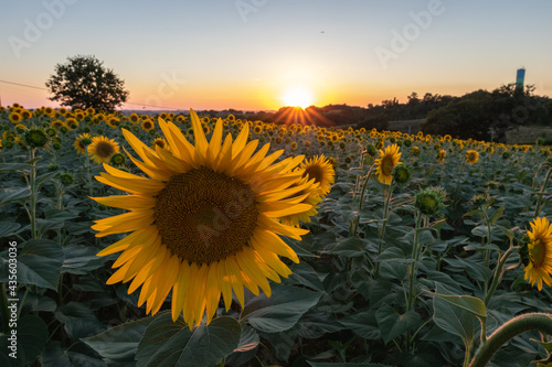 Champ de tournesol