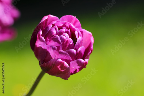Wallpaper Mural Macro photography of a beautiful purple peony-shaped tulip (flower variety -  Blue Diamond) with selective focus on a natural soft-green background Torontodigital.ca