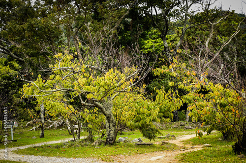 沖縄、今帰仁城跡付近の景色を眺めながら