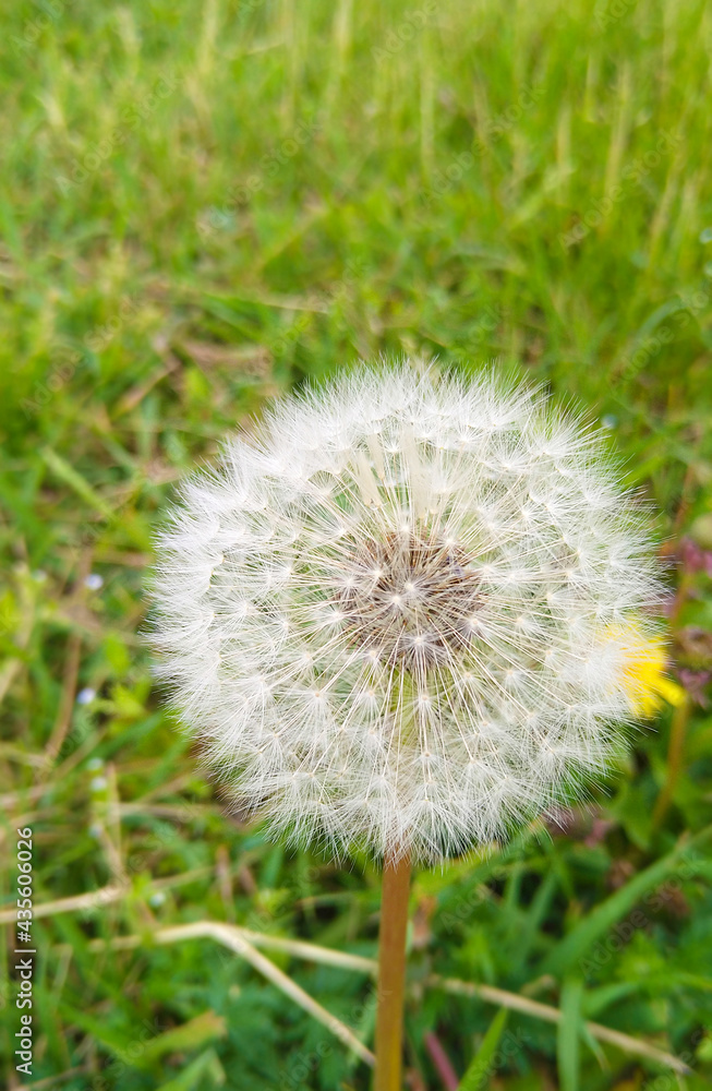 Closeup of dandelion on natural background, artistic nature closeup. Closeup of dandelion on natural background, artistic nature closeup.