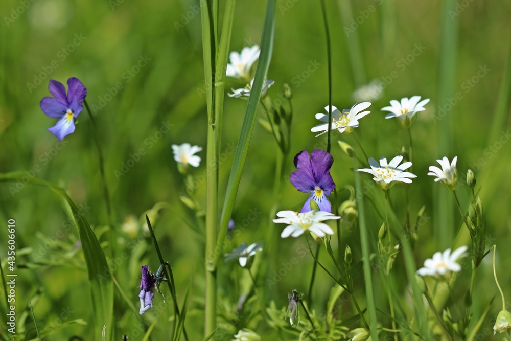 Große Sternmiere (Stellaria holostea) und Wildes Stiefmütterchen (Viola tricolor) Große Sternmiere (Stellaria holostea) und Wildes Stiefmütterchen (Viola tricolor)
