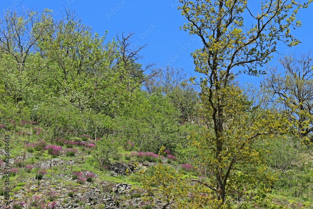 Blühende Gemeine Pechnelken (Silene viscaria) auf Basaltfelsen in Nordhessen