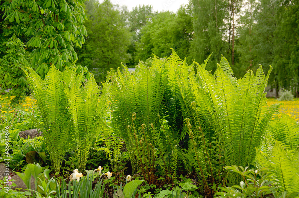 Blooming leaves of a young fern. The sun shines bright green. Blooming leaves of a young fern. The sun shines bright green.