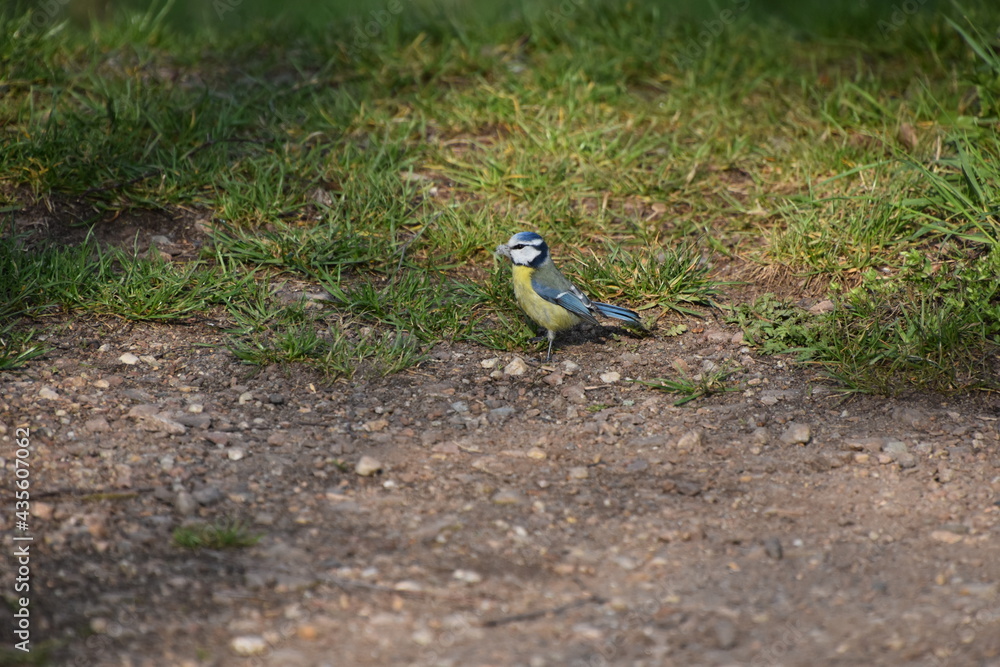 Obraz premium blaumeise mit Nestmaterial