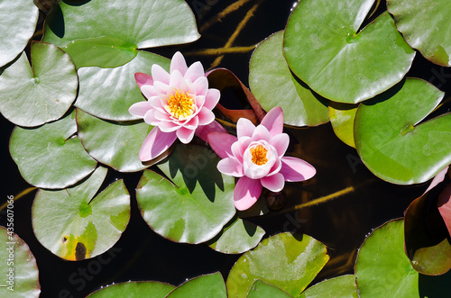 Top view of pink blooming lotus flower in summer pond with green leaves. Natural backgrounds in city.  photo