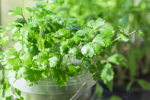 Growing cultivation of seedlings of greens of vitamin parsley in a pot on a window on a windowsill on a balcony, gardening
