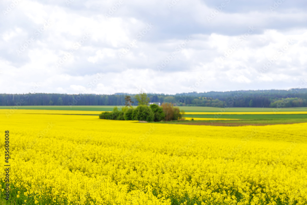 Landscape with yellow rapeseed field. Yellow rapeseed oil. Biofuel.