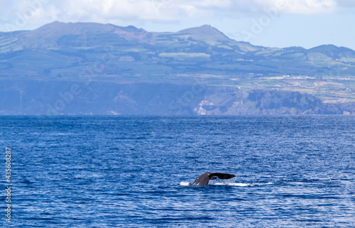 Sperm whale showing fluke, Azores travel destination.