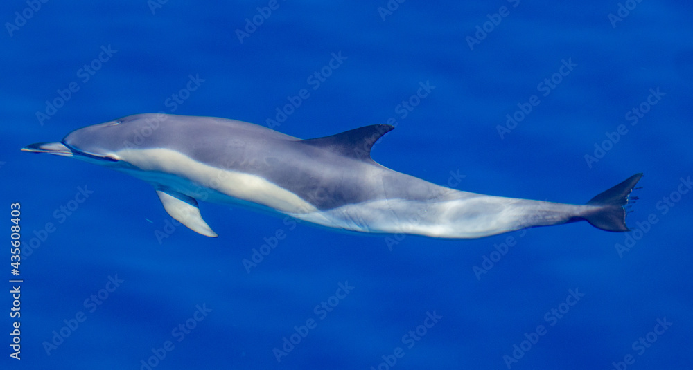Common dolphin, during boat tour, Azores islands, traveling. Common dolphin, during boat tour, Azores islands, traveling.