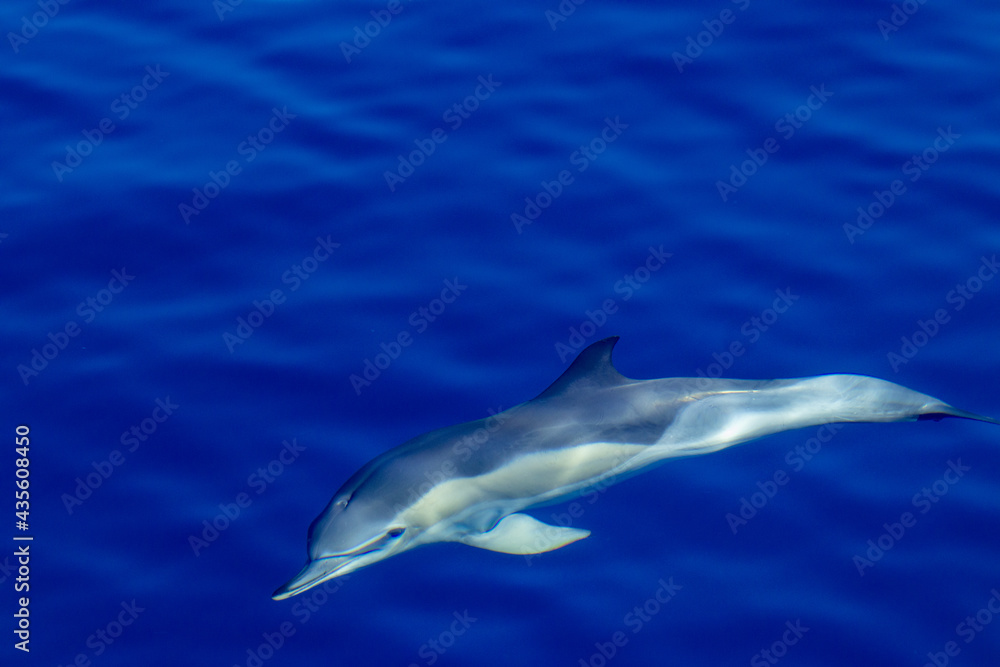 Naklejka premium Common dolphin, during boat tour, Azores islands, traveling.