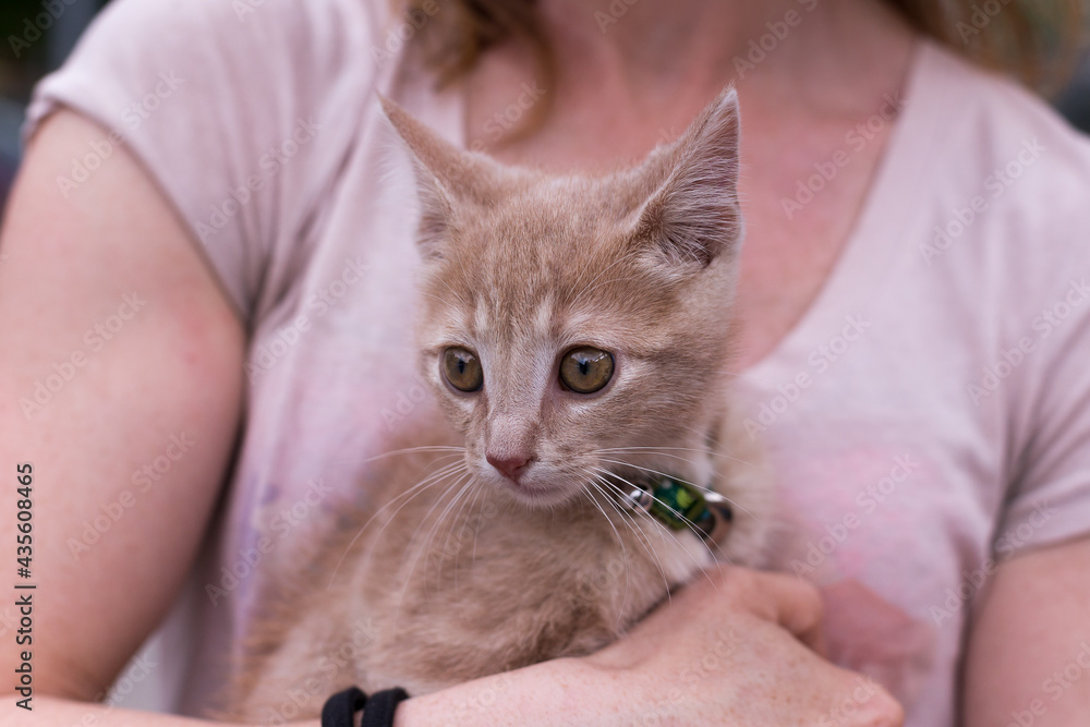 Naklejka premium Selective focus horizontal closeup of pinkish cream kitten in the arms of its female owner