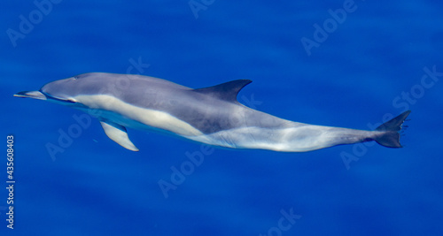 Common dolphin, during boat tour, Azores islands, traveling. © Ayla Harbich