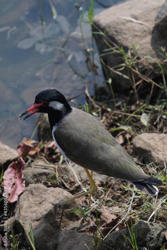 Naklejka premium black-headed gull