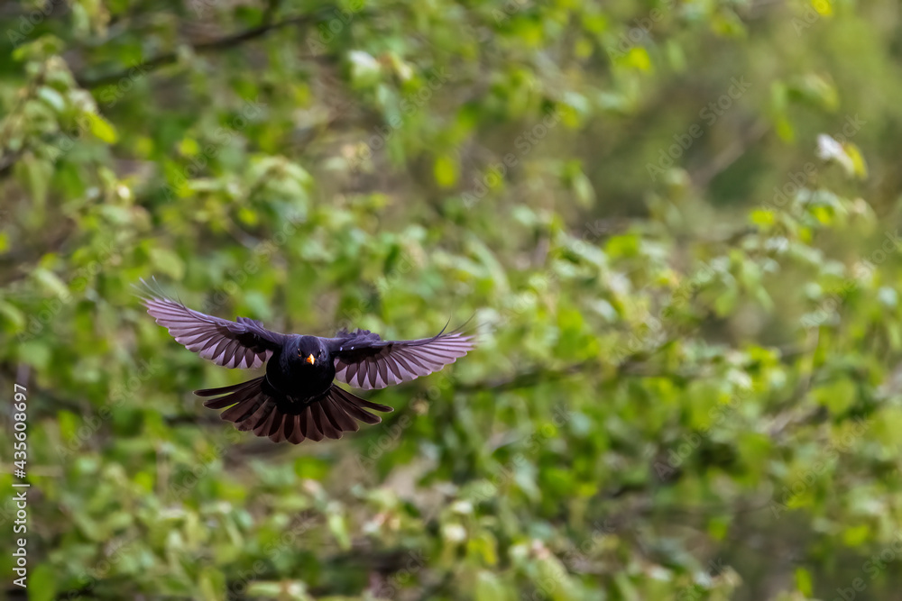 Fototapeta premium A common blackbird shows it's impressive wingspan as it takes flight