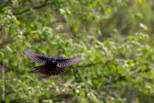A common blackbird shows it's impressive wingspan as it takes flight
