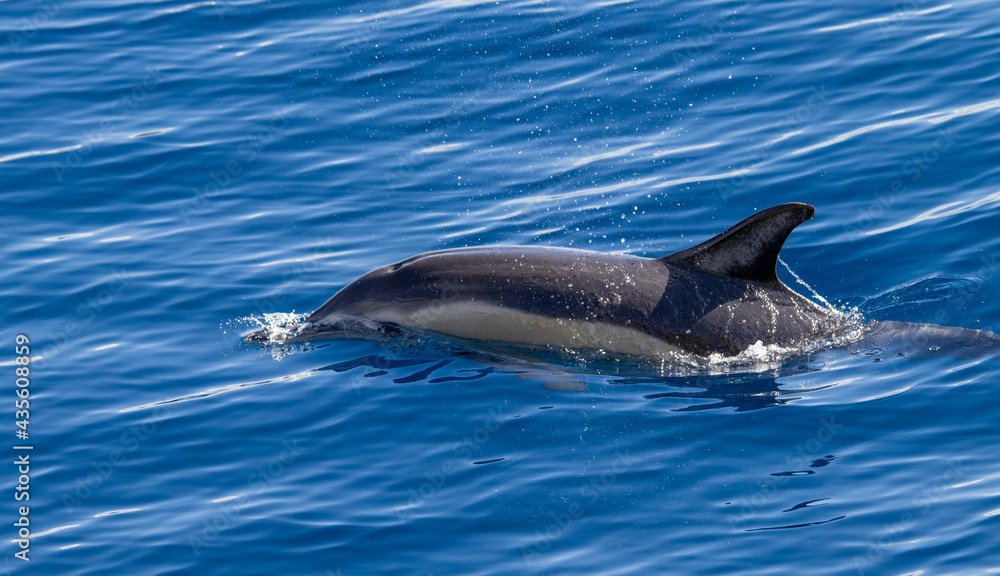 Naklejka premium Common dolphin, during boat tour, Azores islands, traveling.