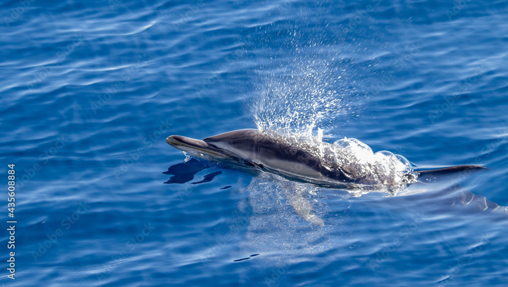 Common dolphin, during boat tour, Azores islands, traveling.