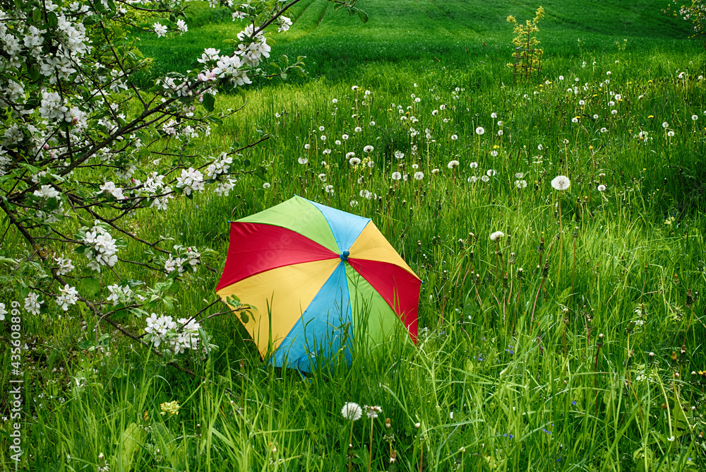 Rainbow umbrella in lush green grass