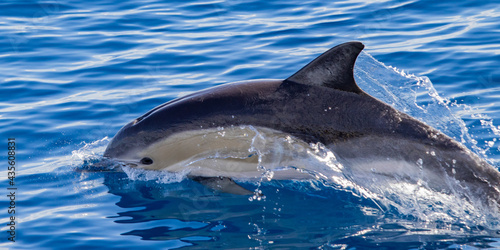 Common dolphin, during boat tour, Azores islands, traveling.