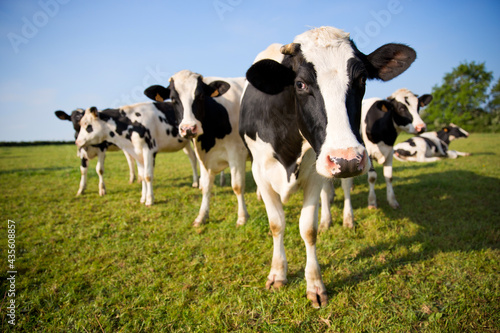 Troupeau de vaches laitières en campagne au printemps.