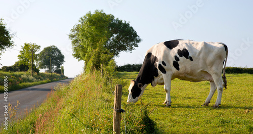 Vache laitière de race holstein en campagne en train de brouter l'herbe verte.