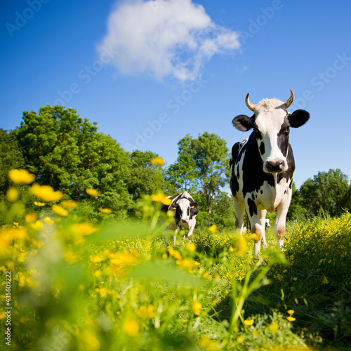 Vache laiti  re en campagne dans une prairie au milieu des fleurs de printemps.