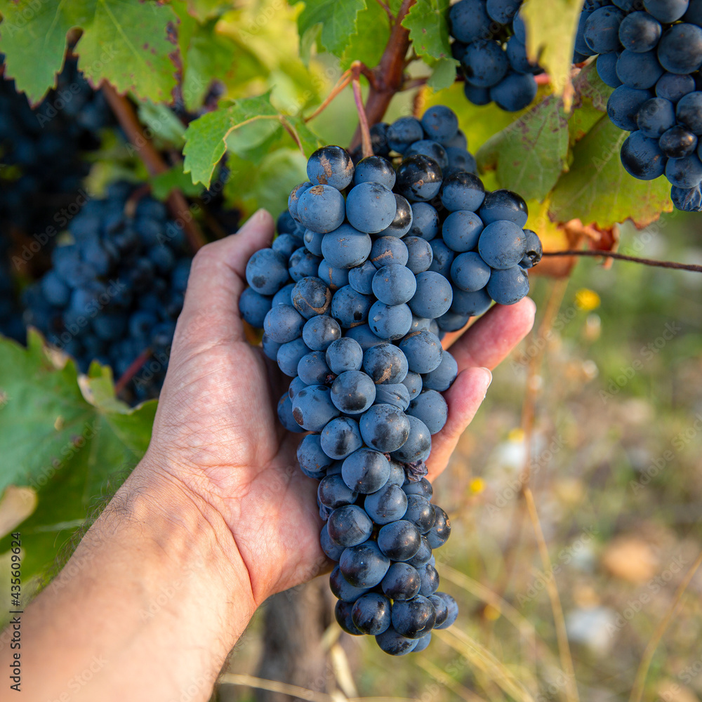 Main du viticulteur vendangeant le raisin noir de ses vignes.