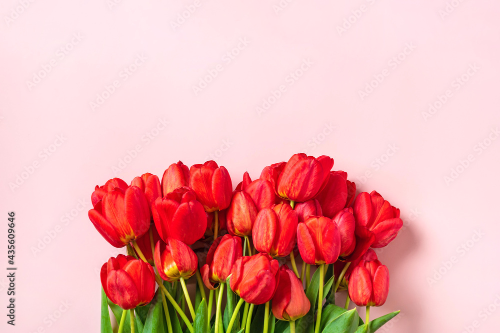 Row of red tulips on pink background with space for text, message 8 March, Happy Valentine's day, Mother's, Memorial, Teacher's day, Hello spring concept Holiday card Flat lay Top view Row of red tulips on pink background with space for text, message 8 March, Happy Valentine's day, Mother's, Memorial, Teacher's day, Hello spring concept Holiday card Flat lay Top view