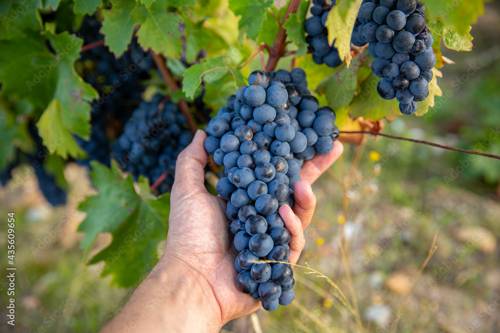 Grappe de raisin noir dans les vignes au moment des vendanges.