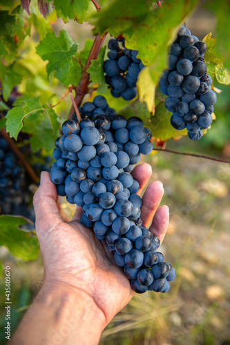Grappe de raisin noir dans les mains du viticulteur avant les vendanges.