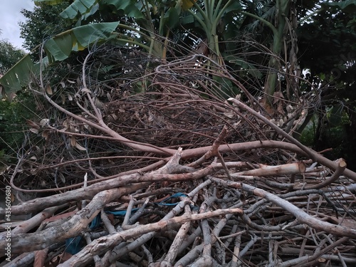Dry twigs piled on the ground © Saijai
