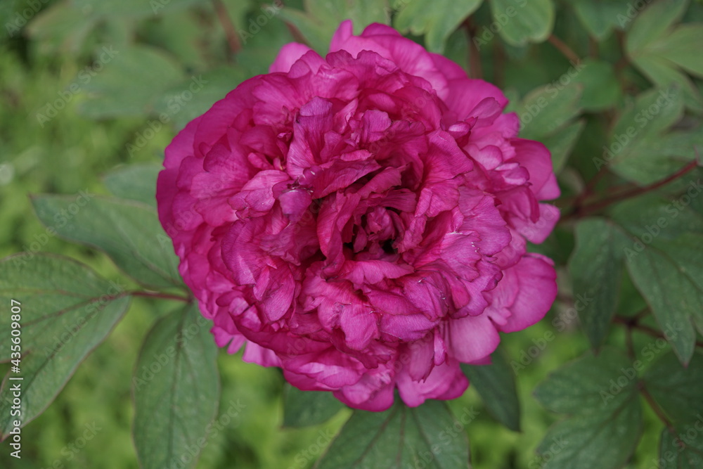 Fototapeta premium Pinke Blume