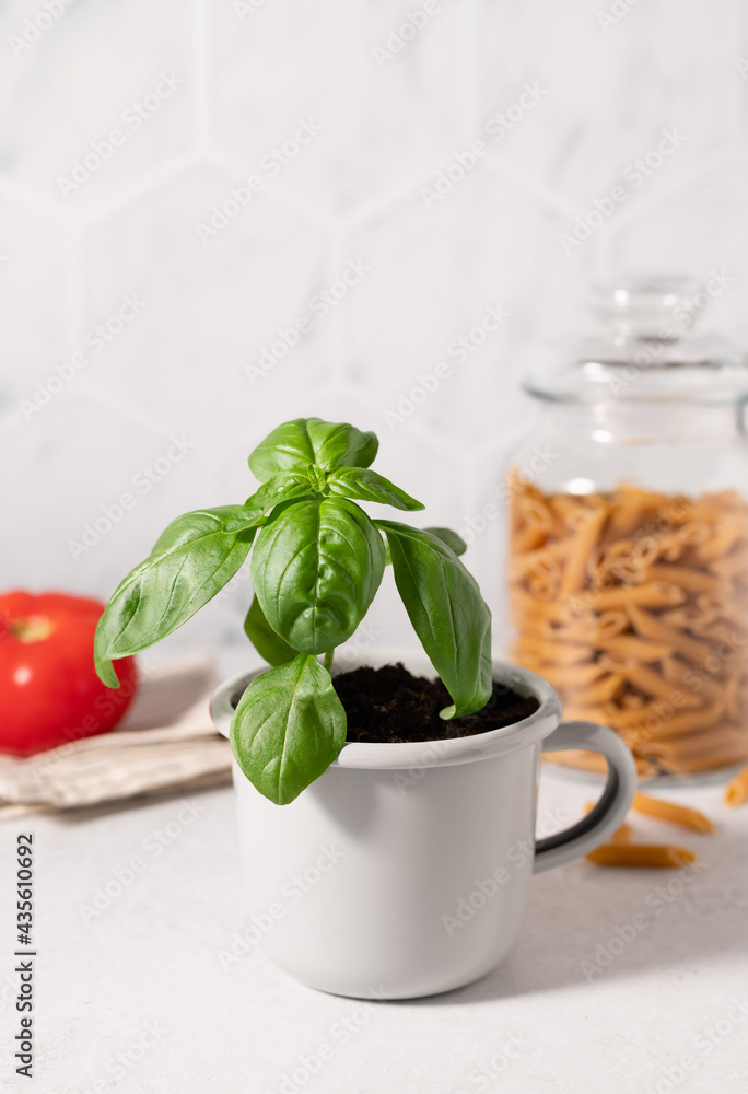 Fresh basil plant in metal mug and food ingredients on kitchen table. Italian cuisine concept. Potted culinary spice plants. vertical image Fresh basil plant in metal mug and food ingredients on kitchen table. Italian cuisine concept. Potted culinary spice plants. vertical image