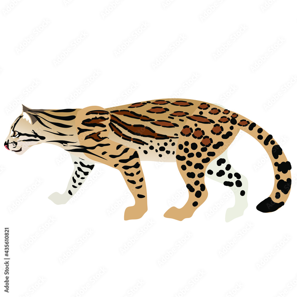 Ocelor Central American Wild Cat on a white background Ocelor Central American Wild Cat on a white background