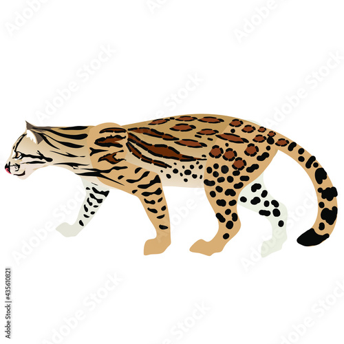 Ocelor Central American Wild Cat on a white background