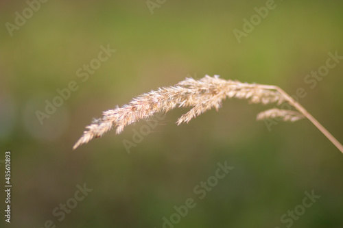 Close up of dry grass