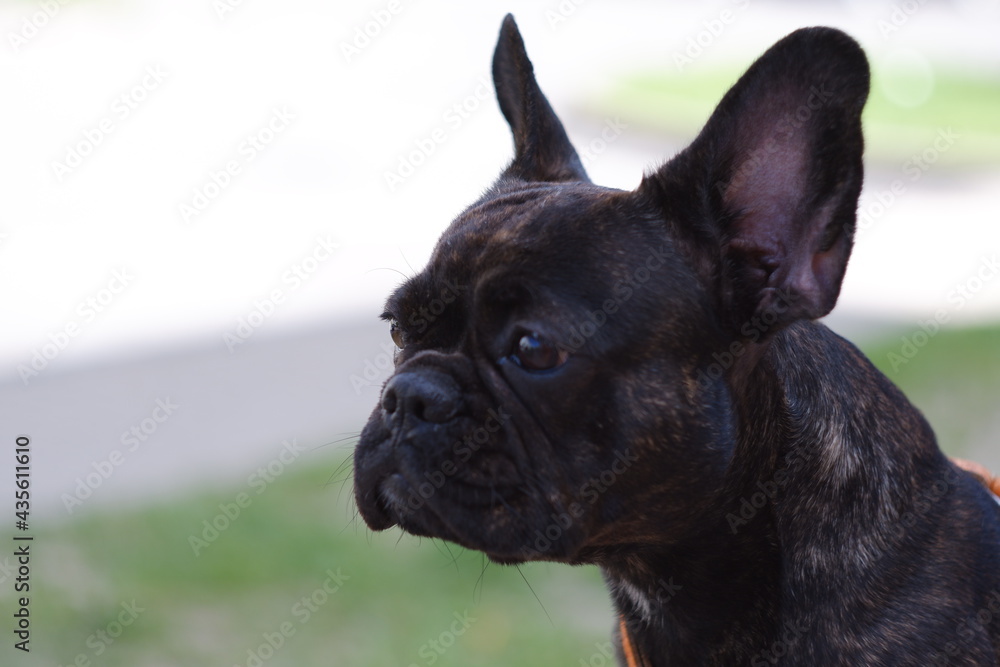 portrait of a dog. french bulldog