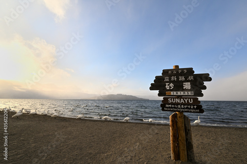 北海道_屈斜路湖_砂湯温泉に集まる白鳥たち