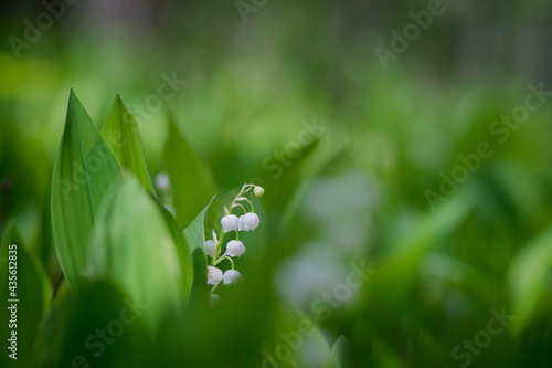 Lilies of the valley