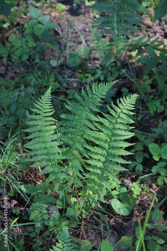 Green fern leaves in the forest with the blurred nature background in the summer in Lithuania